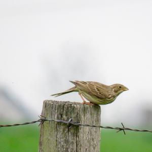 Corn Bunting