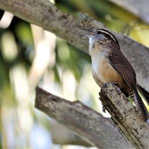 Carolina Wren