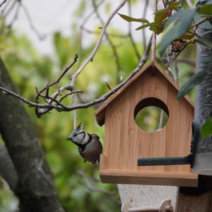 Crested Tit