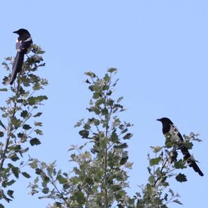 Black-billed Magpie