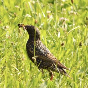 Common Starling