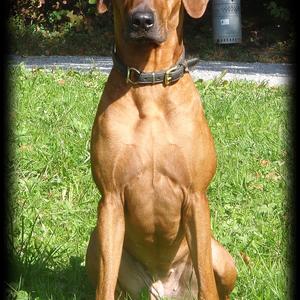 Rhodesian Ridgeback