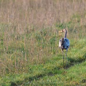 Common Crane