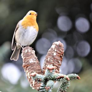 European Robin