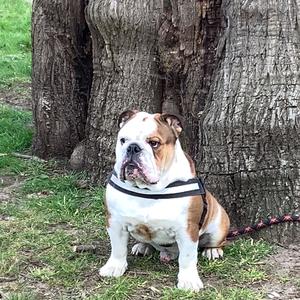 Englische Bulldogge