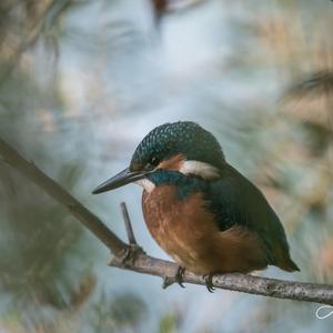 Common Kingfisher