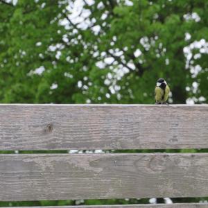 Great Tit