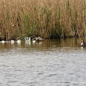 Great Crested Grebe