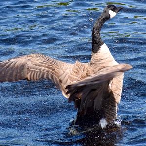 Canada Goose