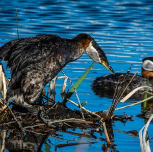 Red-necked Grebe