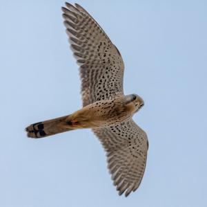 Common Kestrel