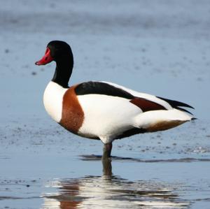 Common Shelduck