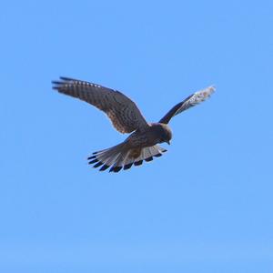 Common Kestrel