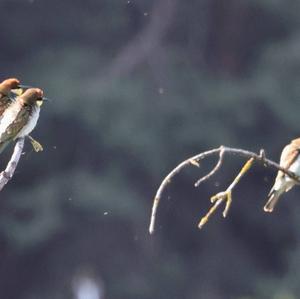 European Bee-eater