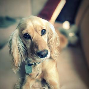 Spaniel (English Cocker)