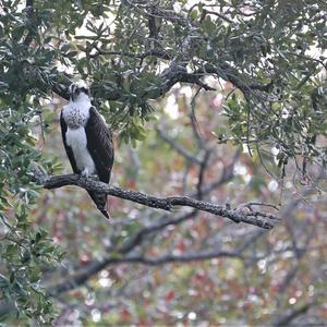 Osprey