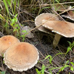 Velvety Psathyrella