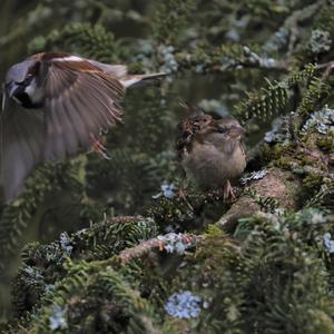 House Sparrow