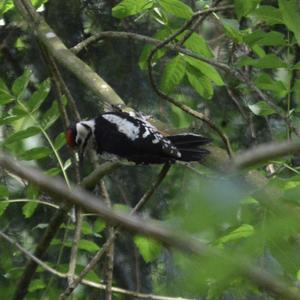 Great Spotted Woodpecker