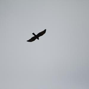 Peregrine Falcon