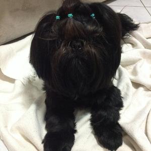 Shih Tzu