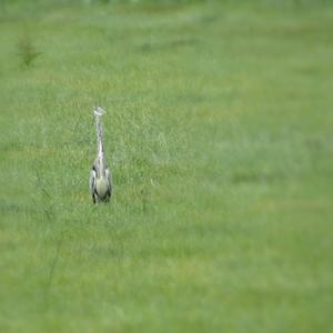 Grey Heron