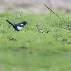 Black-billed Magpie