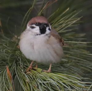 Eurasian Tree Sparrow