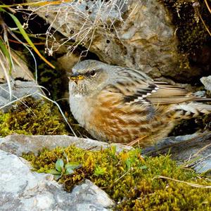 Alpine Accentor