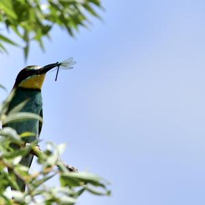 European Bee-eater