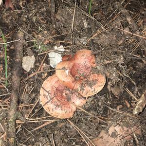 False Saffron Milk Cap