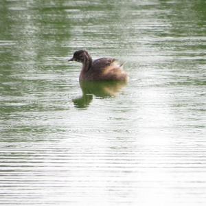 Little Grebe