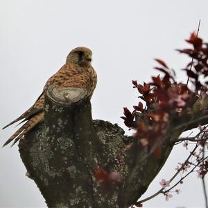 Common Kestrel