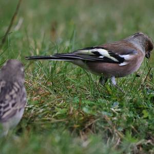 Eurasian Chaffinch