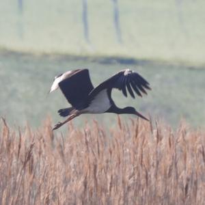 Black Stork