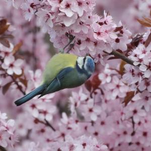 Blue Tit