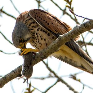 Common Kestrel