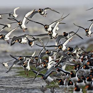 Eurasian Oystercatcher