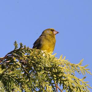 European Greenfinch