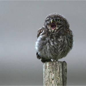 Little Owl