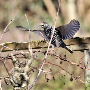 Common Starling