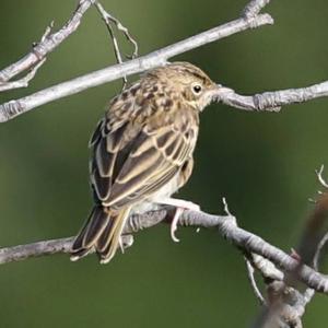 Tree Pipit