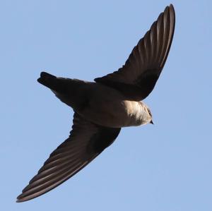 Eurasian Crag-martin