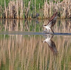 Osprey