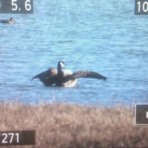 Canada Goose