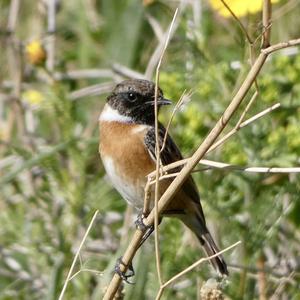 European stonechat