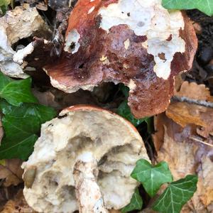 Orange Birch Bolete