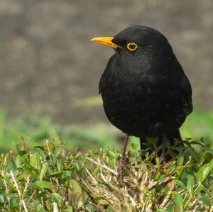 Eurasian Blackbird