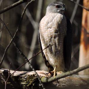 Northern Goshawk