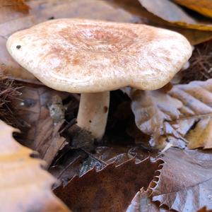 Yellowdrop Milk Cap